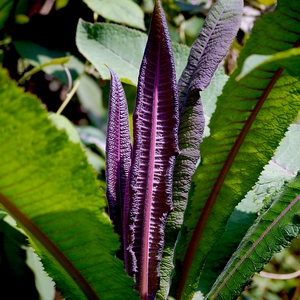 Fleur élancée mauve au milieu de ses feuilles - Belgique  - collection de photos clin d'oeil, catégorie plantes